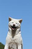 AKITA INU 494
